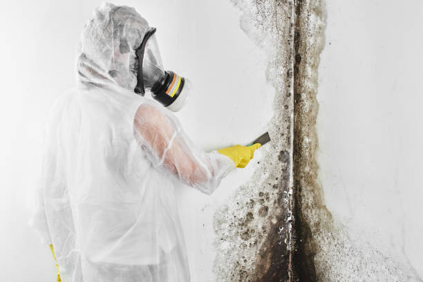 Trusted Newbern, TN Mold Removal Experts