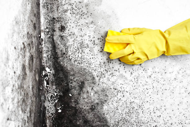 Best Mold Testing  in Newbern, TN