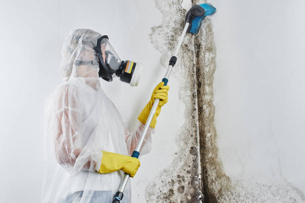 Best Certified Mold Removal  in Newbern, TN