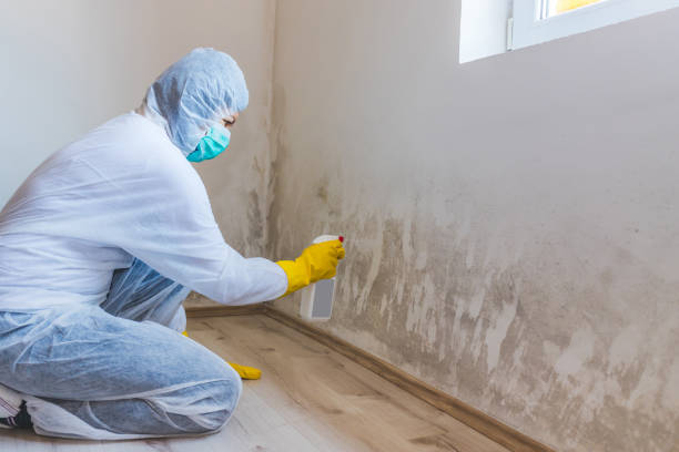 Best Attic Mold Removal  in Newbern, TN