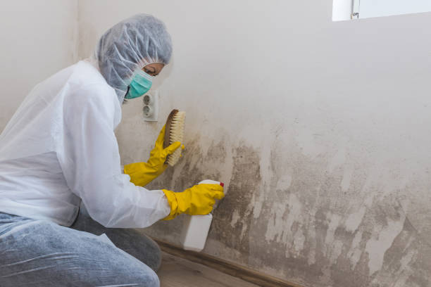 Mold Removal and Inspection in Newbern, TN