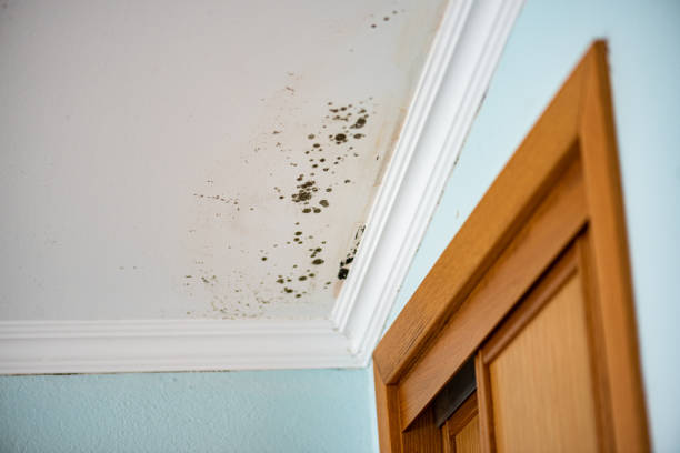 Best Home Mold Removal  in Newbern, TN