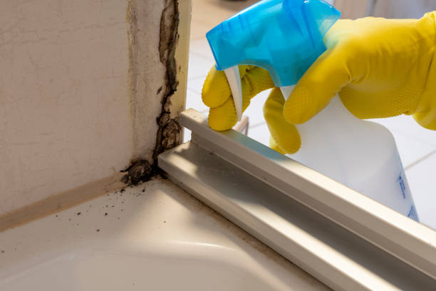 Best Professional Mold Removal  in Newbern, TN