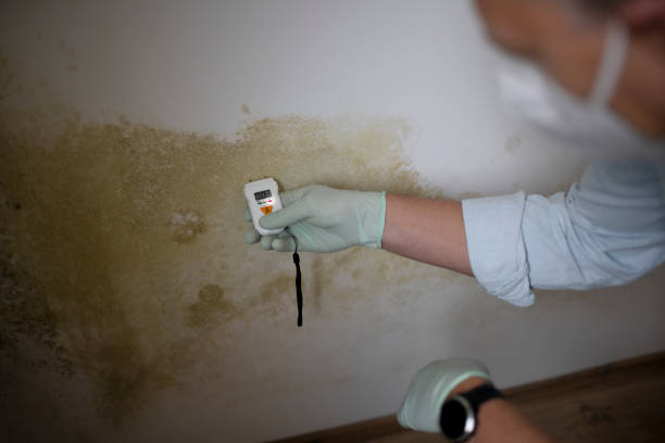 Best Office Mold Removal Services  in Newbern, TN