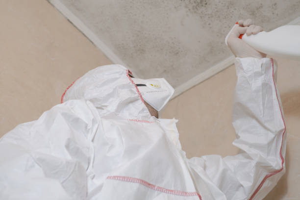 Professional Mold Removal in Newbern, TN