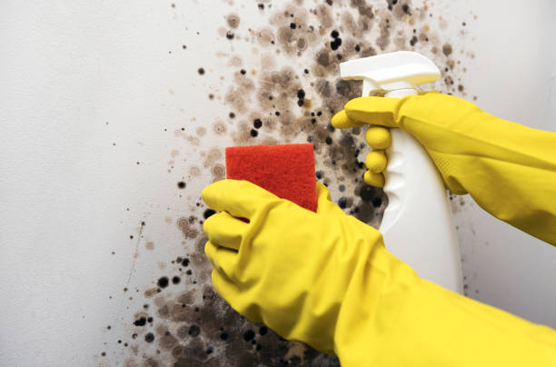 Best Office Mold Removal Services  in Newbern, TN