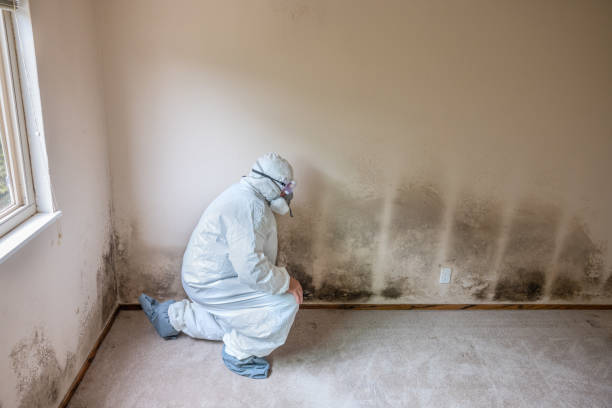 Best Mold Damage Repair  in Newbern, TN