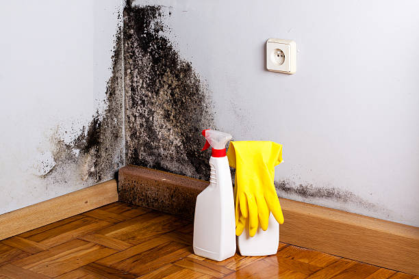 Best Mold Removal Process  in Newbern, TN