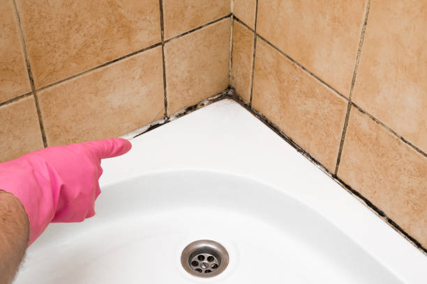 Best Mold Damage Repair  in Newbern, TN