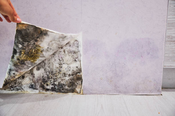 Best Residential Mold Removal  in Newbern, TN
